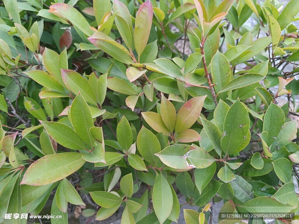 绿叶繁茂的植物景象
