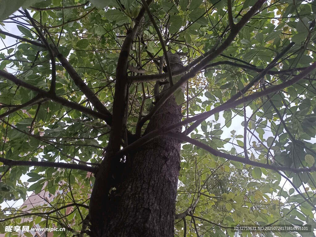 高大繁茂的树木景观