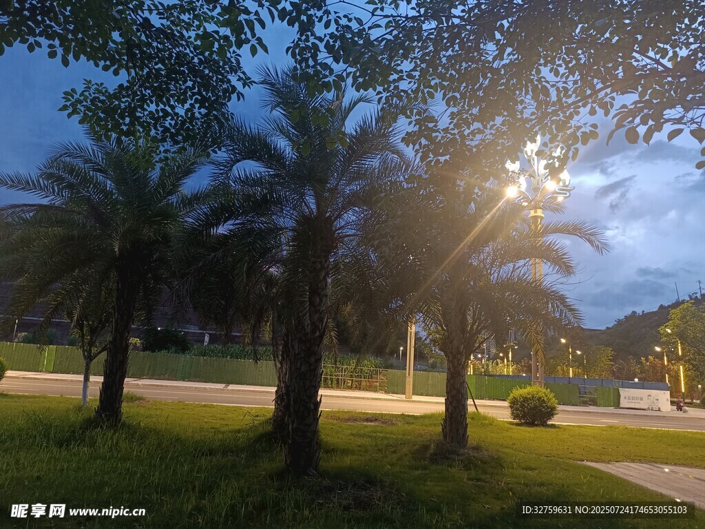 黄昏下的公园棕榈树景观