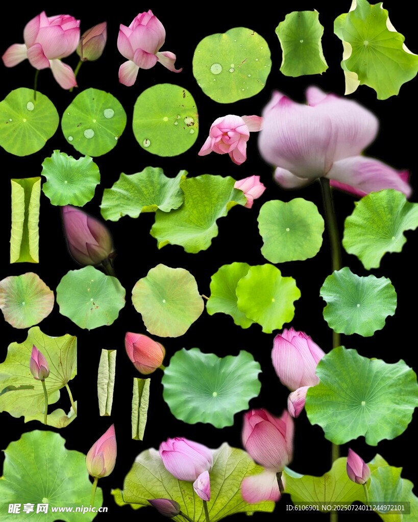 荷花荷叶分层素材