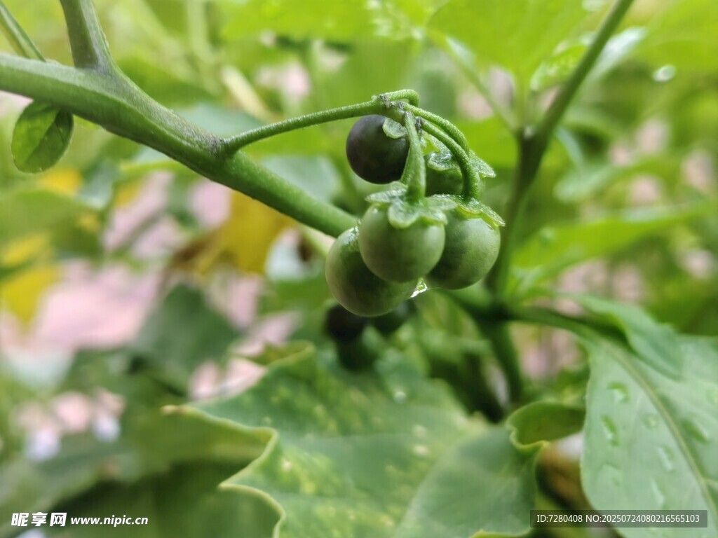 青嫩茄果挂于翠绿枝叶间