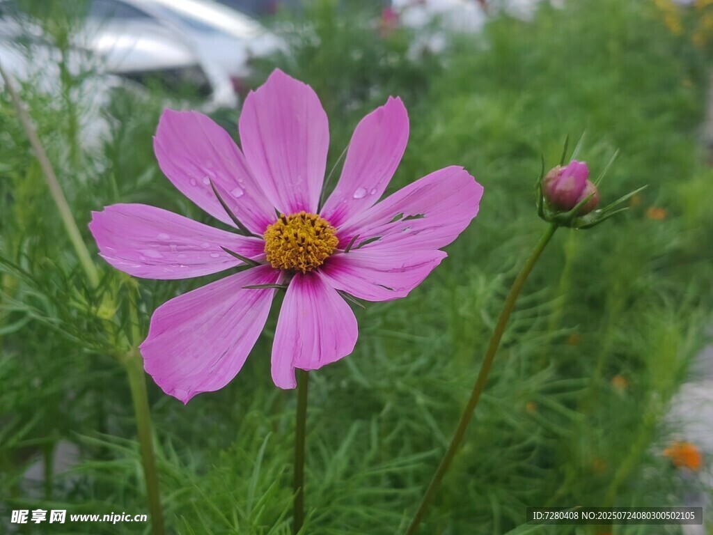 娇艳粉色波斯菊绽放