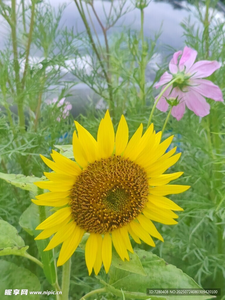 绽放的向日葵与粉色小花