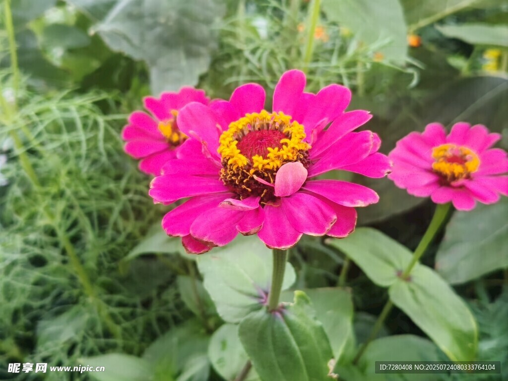 娇艳粉色百日菊绽放