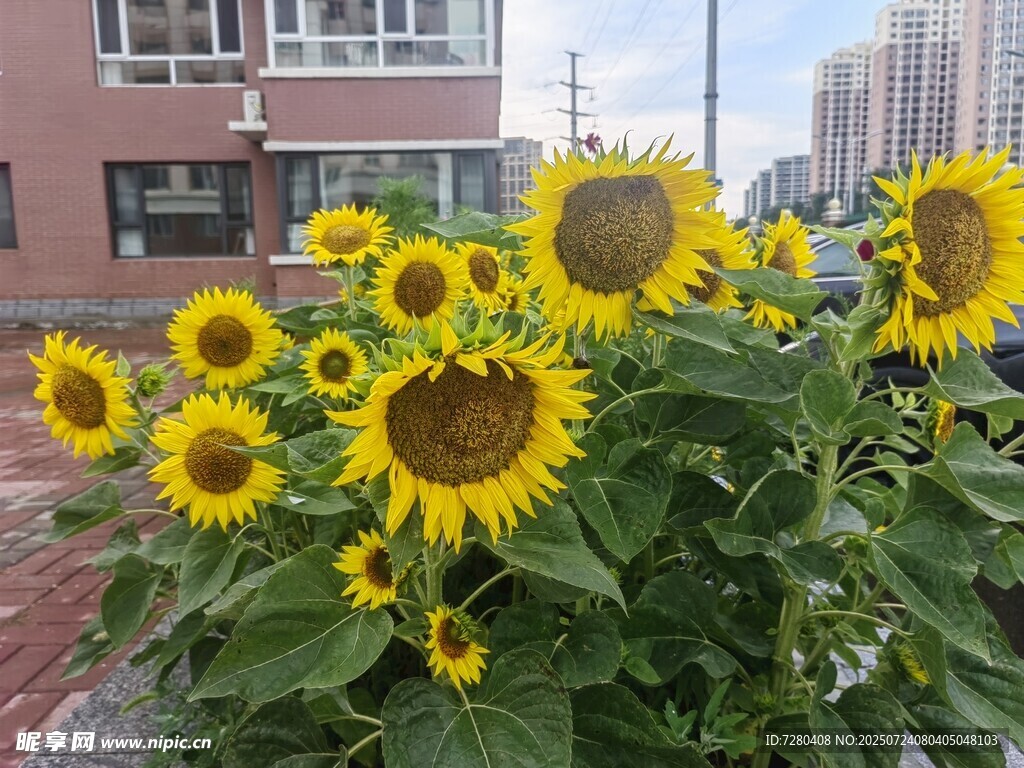 阳光下的向日葵绽放生机