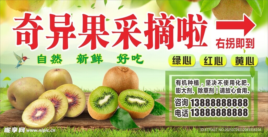 猕猴桃采摘