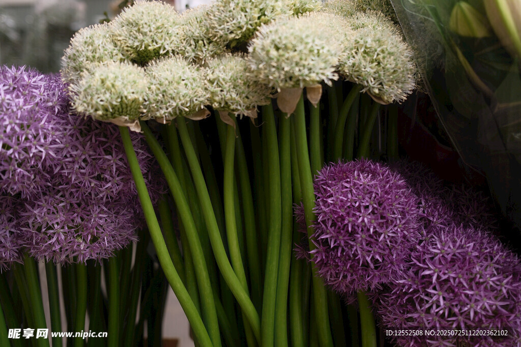 多彩葱属花卉绽放