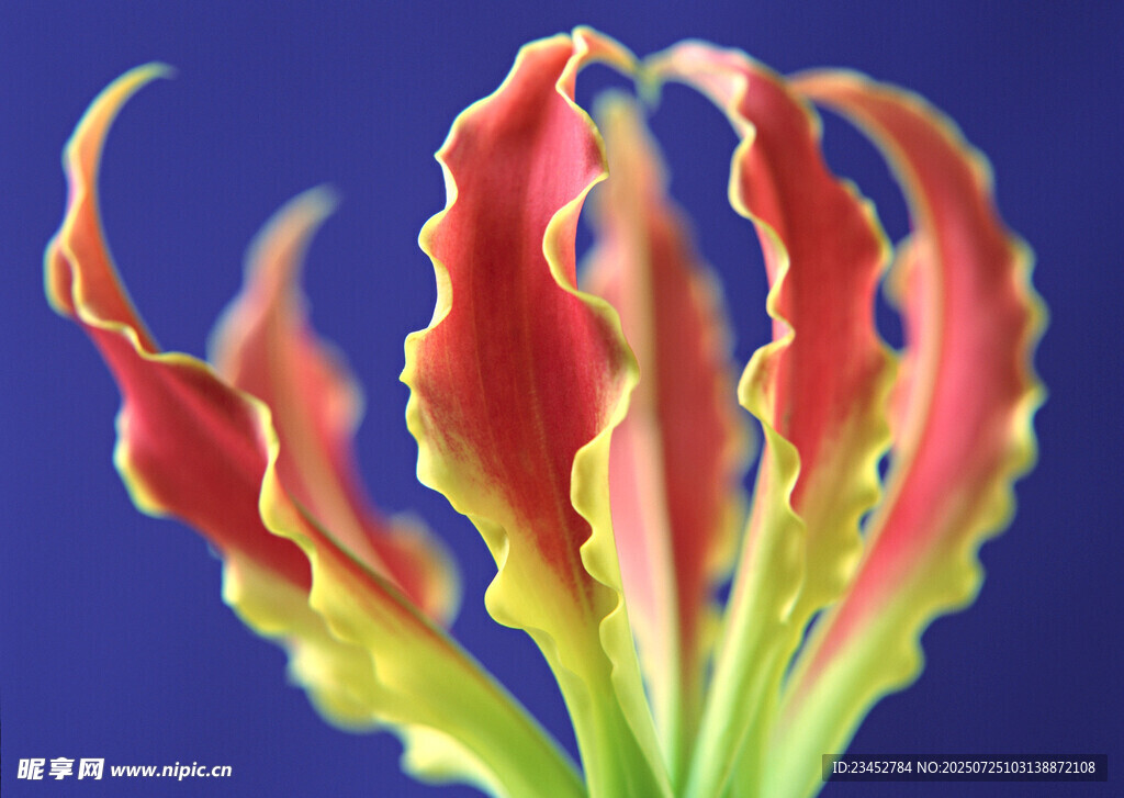艳丽波浪形叶片植物