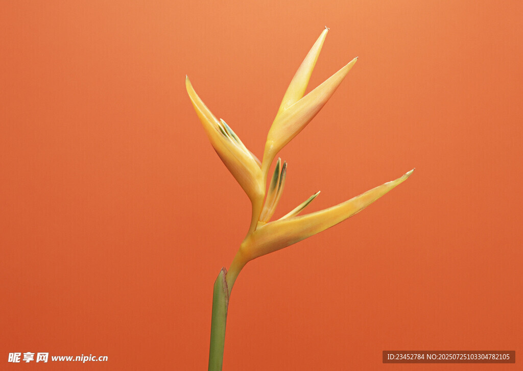 橙背景下的黄色蝎尾蕉