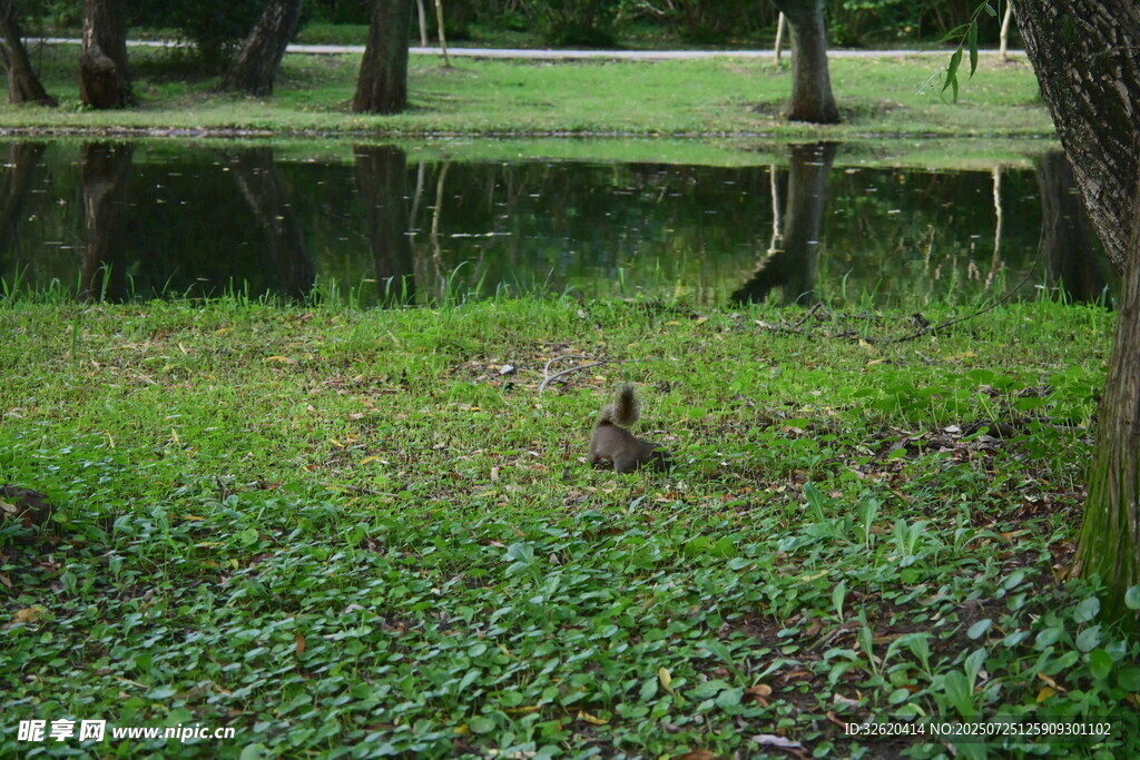 林间湿地中的鸭子