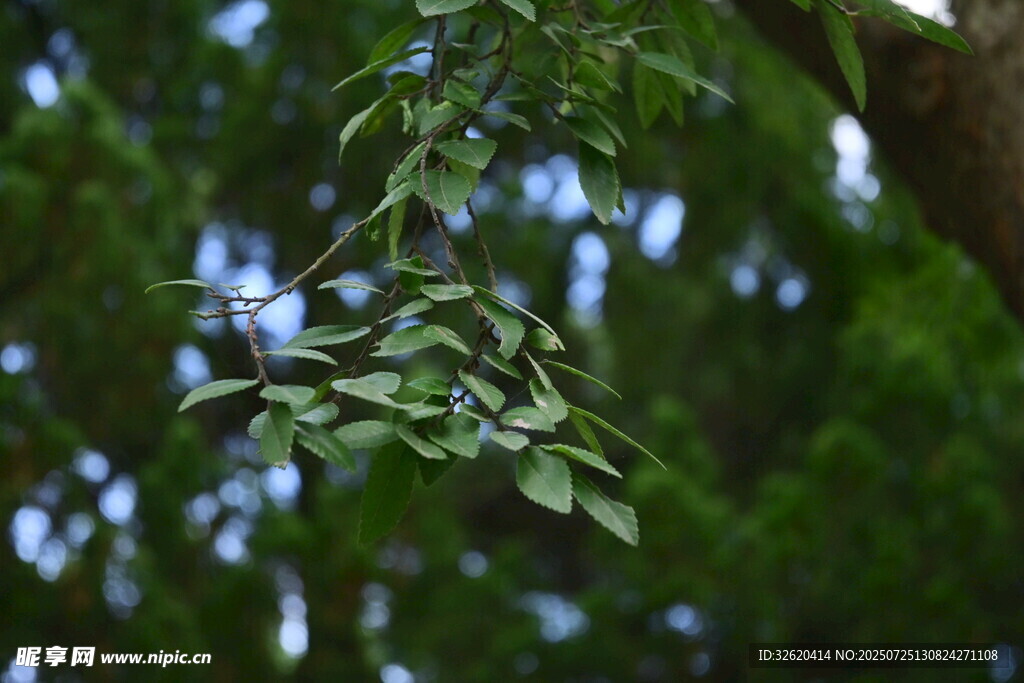 枝头绿叶 尽显自然生机