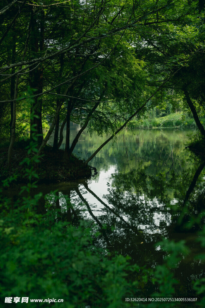 静谧森林中的清幽湖水