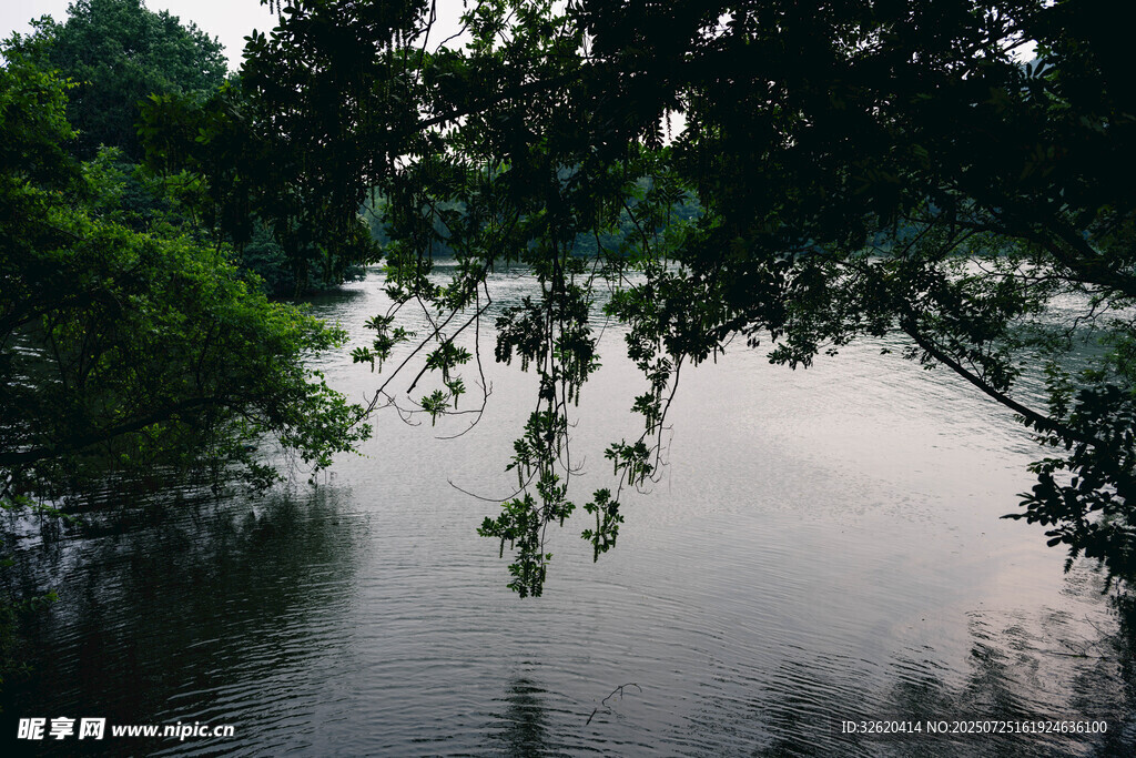 河畔绿荫下的静谧水面