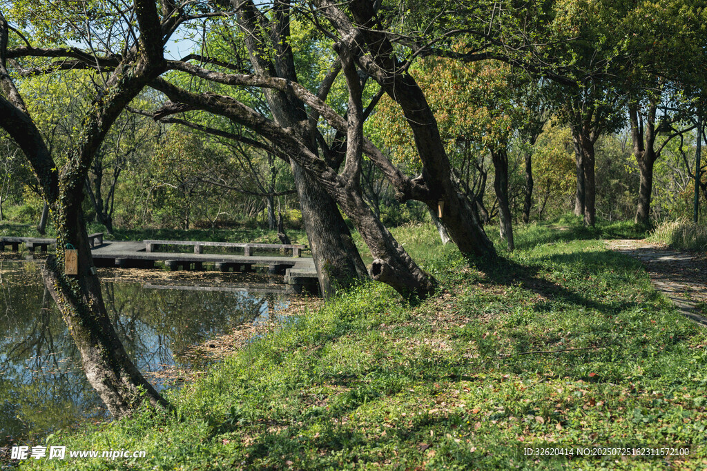 河畔绿荫美景