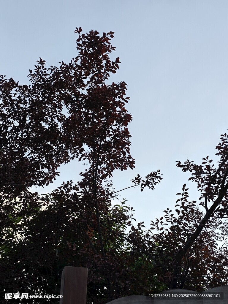 树梢剪影