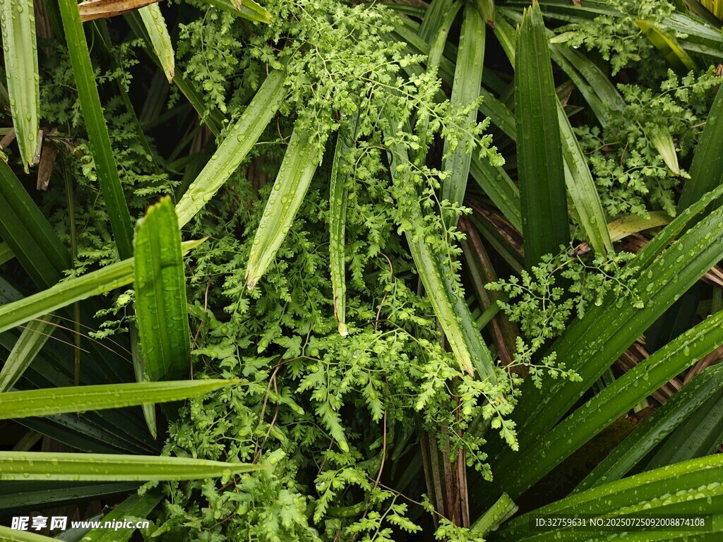 翠绿繁茂的热带植物叶片