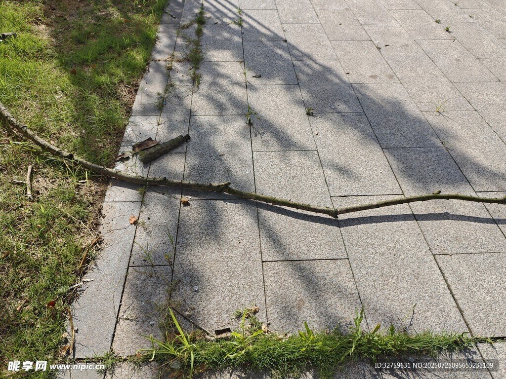 折断树枝躺于砖石路面