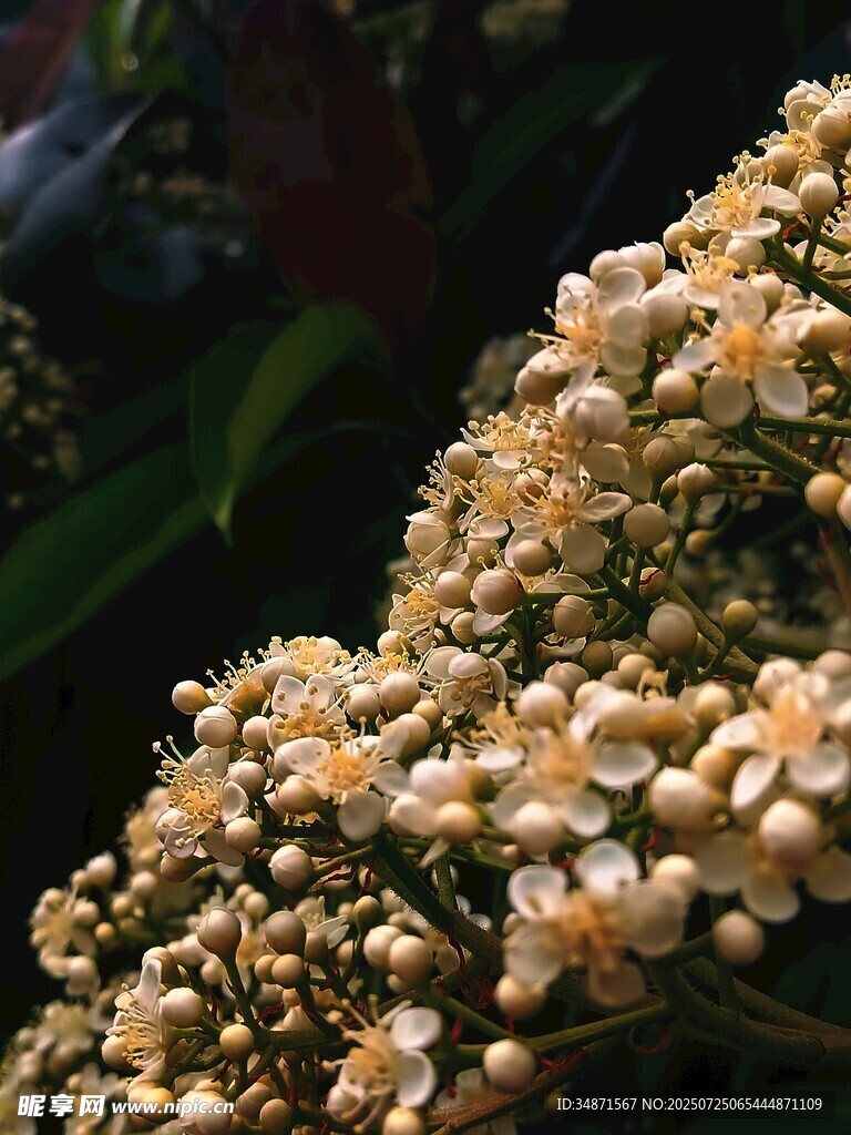 金黄花朵簇拥的美丽景致