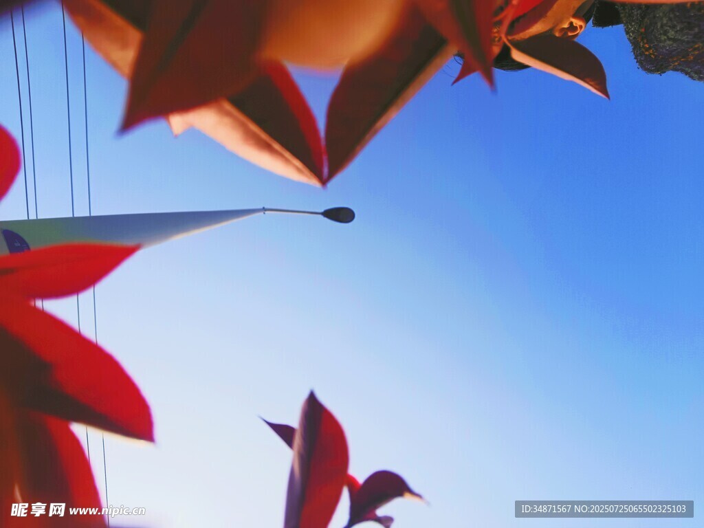 红叶映蓝天 秋意正浓