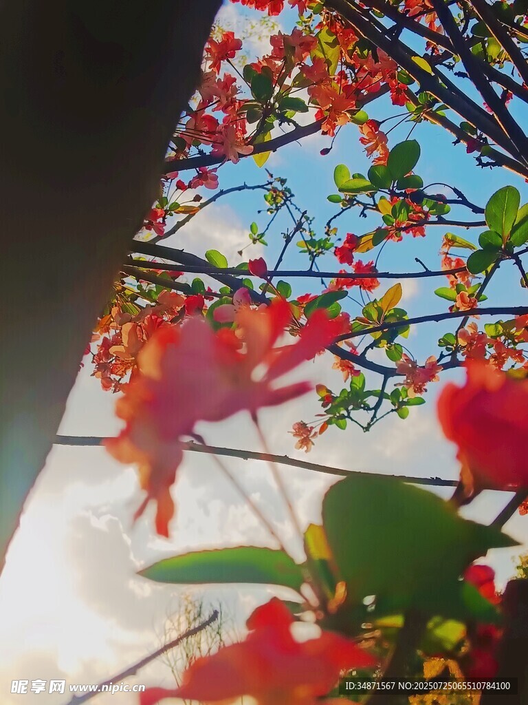 阳光下的艳丽繁花