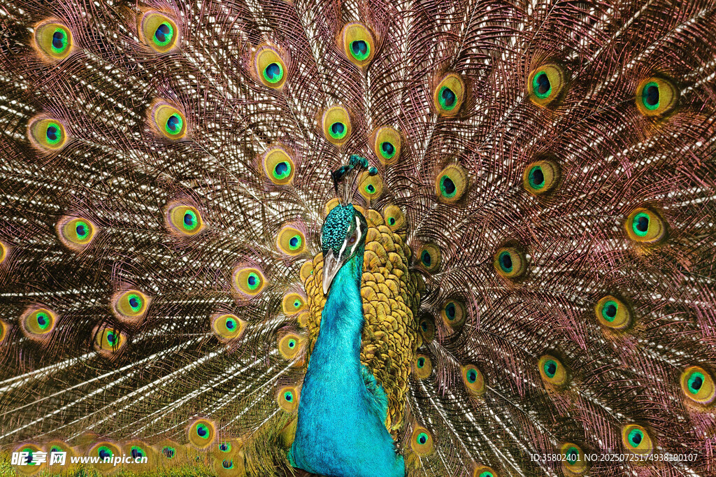 开屏的美丽孔雀