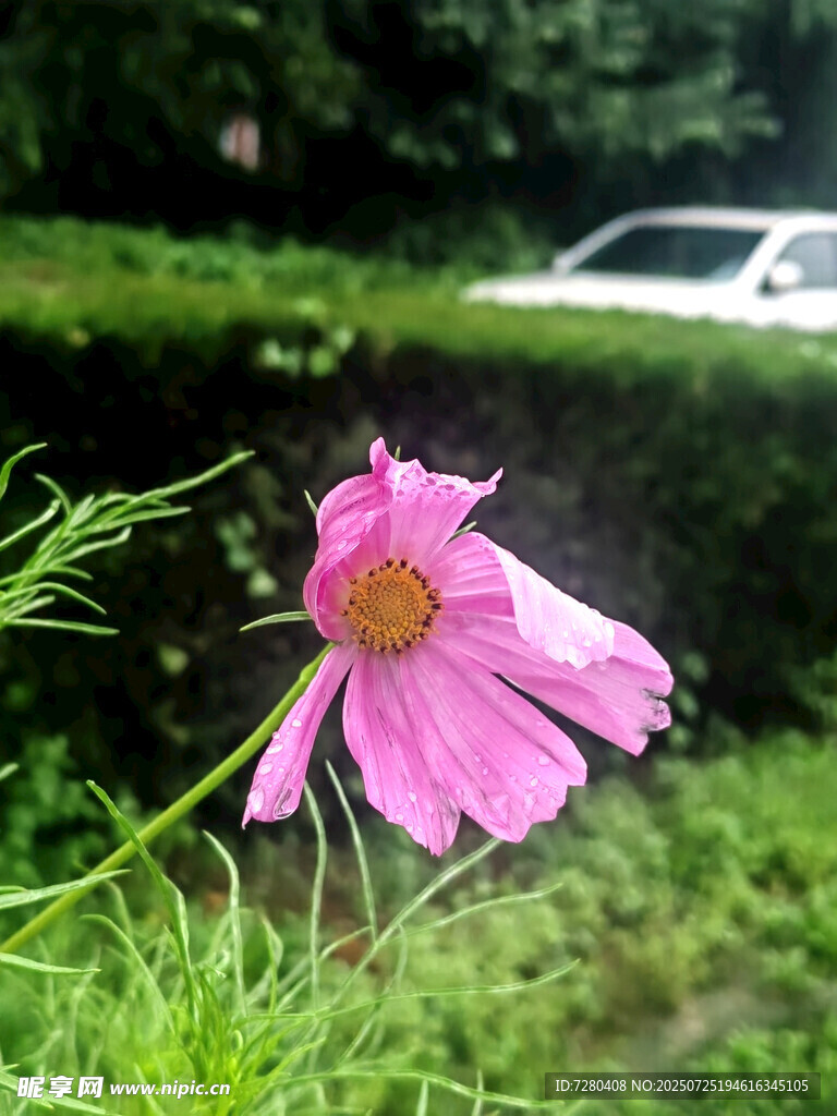 娇艳波斯菊绽放于绿意中