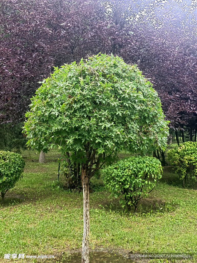 绿意盎然的园林景观树