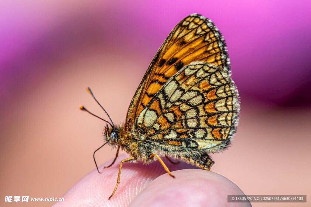 指尖上的斑斓蝴蝶