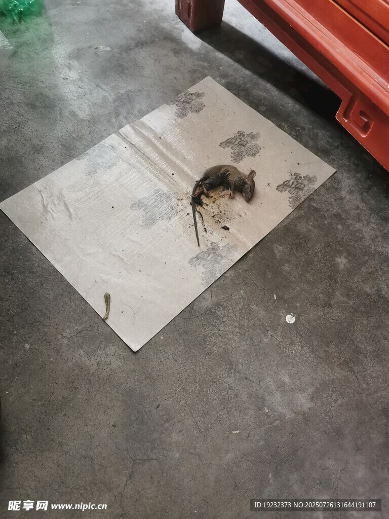粘鼠贴粘到的老鼠