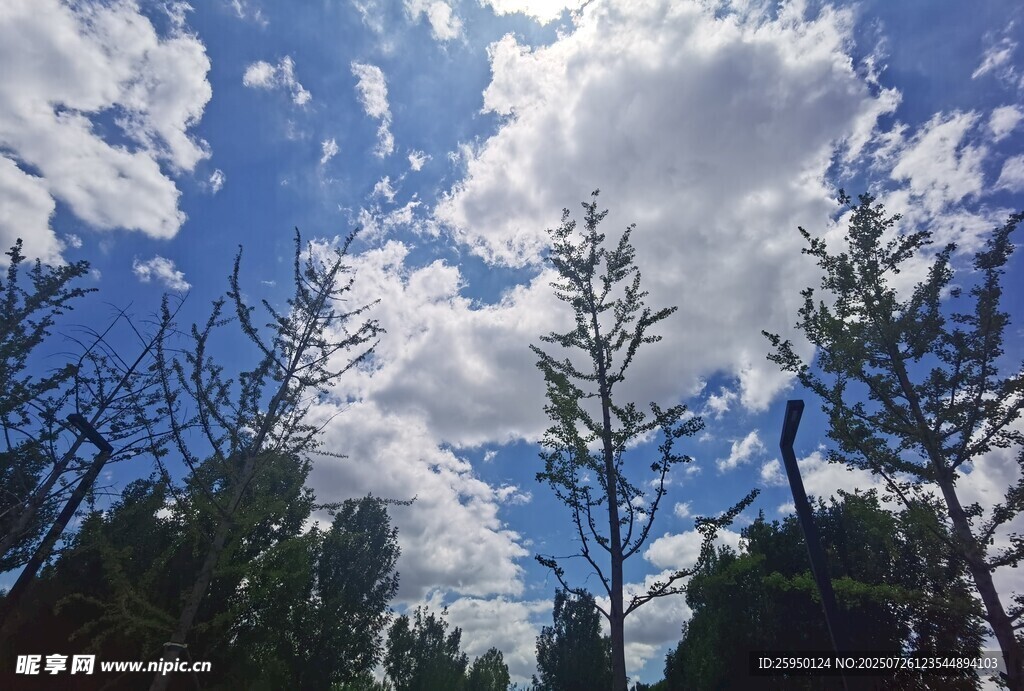 蓝天白云下的树木景观