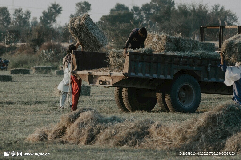 田野上的农忙场景