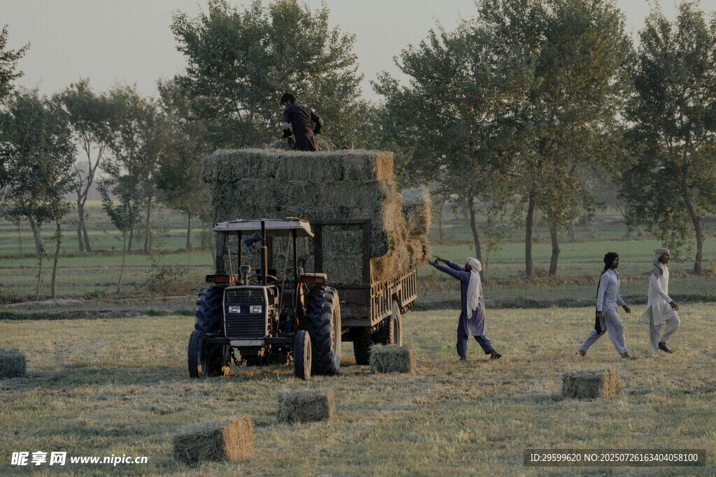 田野中人们忙碌搬运干草