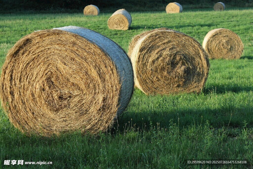 田野中的干草卷