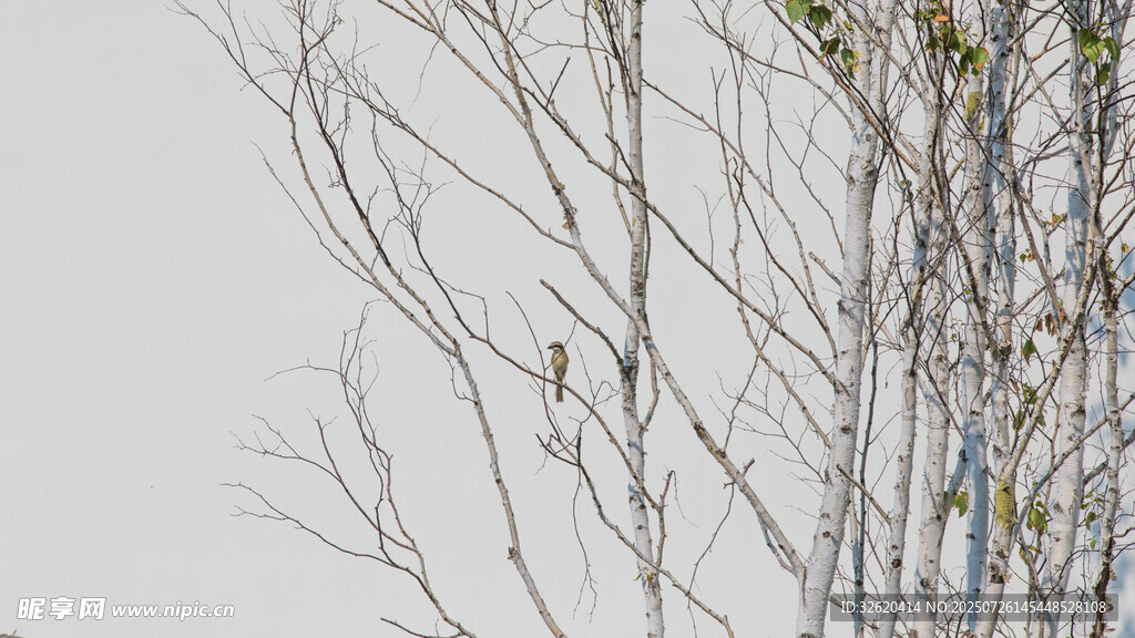 冬日枯树枝干景象