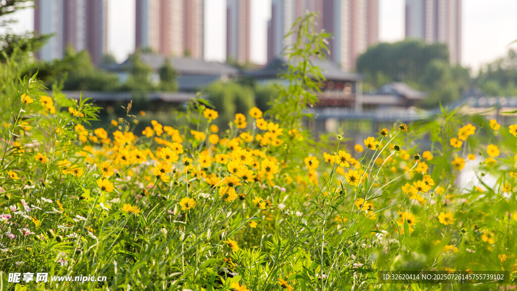 城市边的灿烂黄色野花