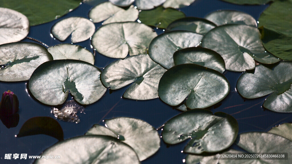 水面上的大片荷叶