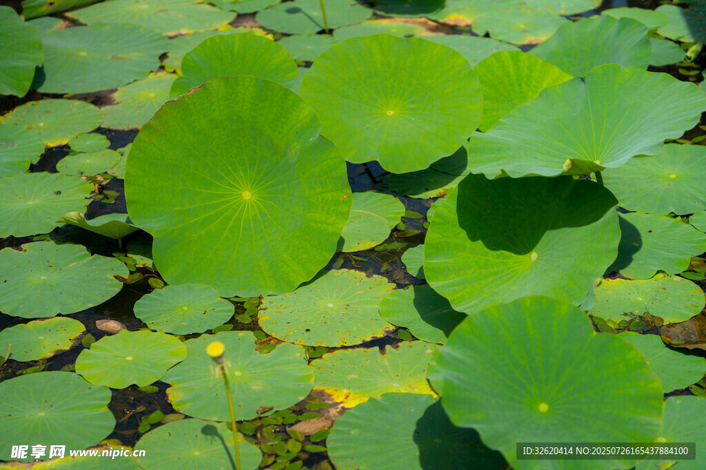 荷叶满塘的夏日景致