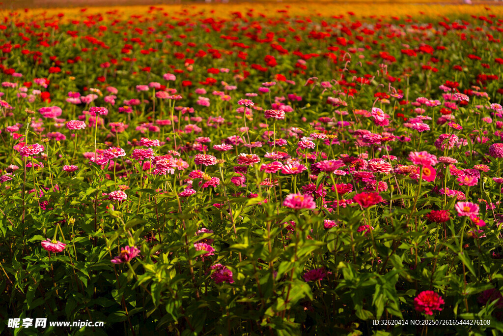 绚烂花海 绽放多彩魅力