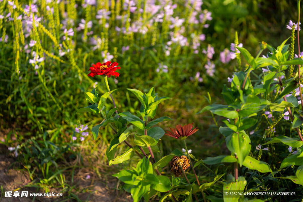 花丛中的艳丽红花朵