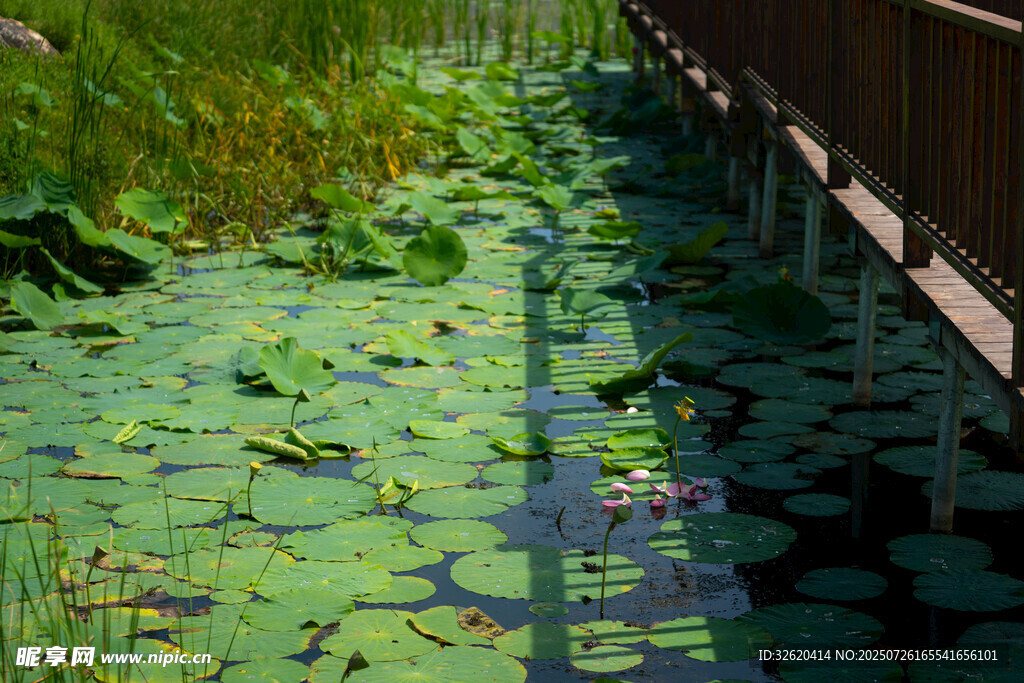 荷塘木栈道风景