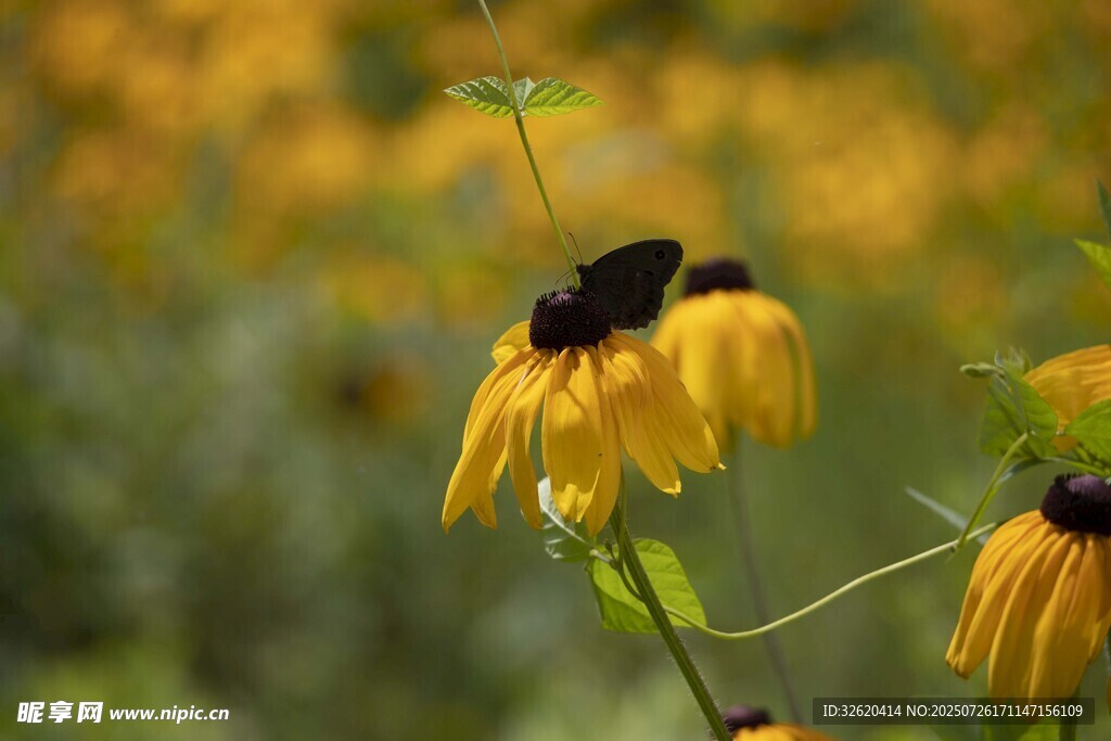 黄色黑心菊特写
