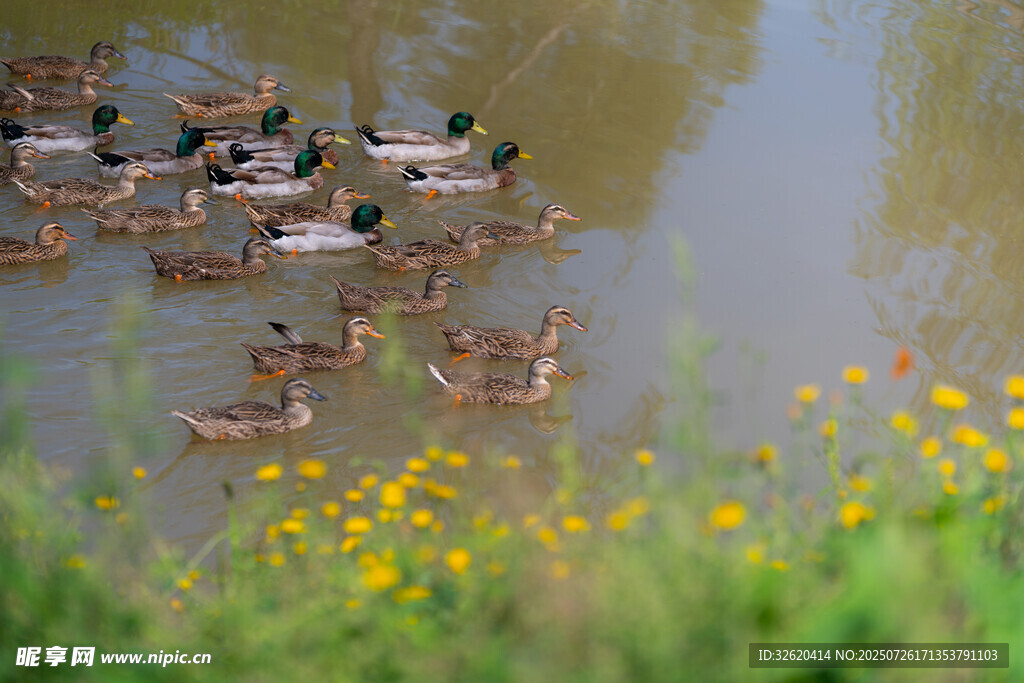 湖畔野鸭嬉戏
