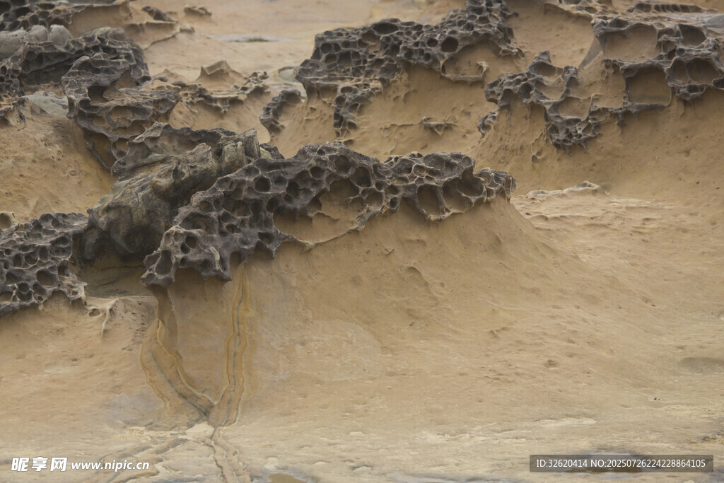 岩石上的黑色藤状植物