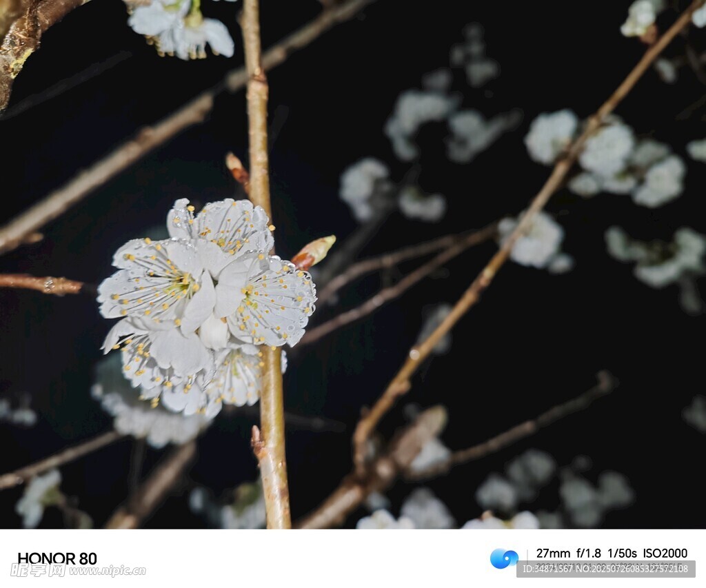 洁白花朵绽放枝头