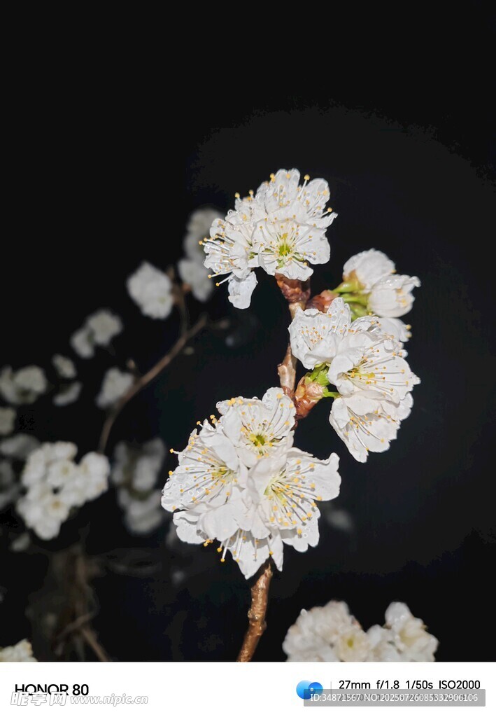 洁白樱花绽放枝头