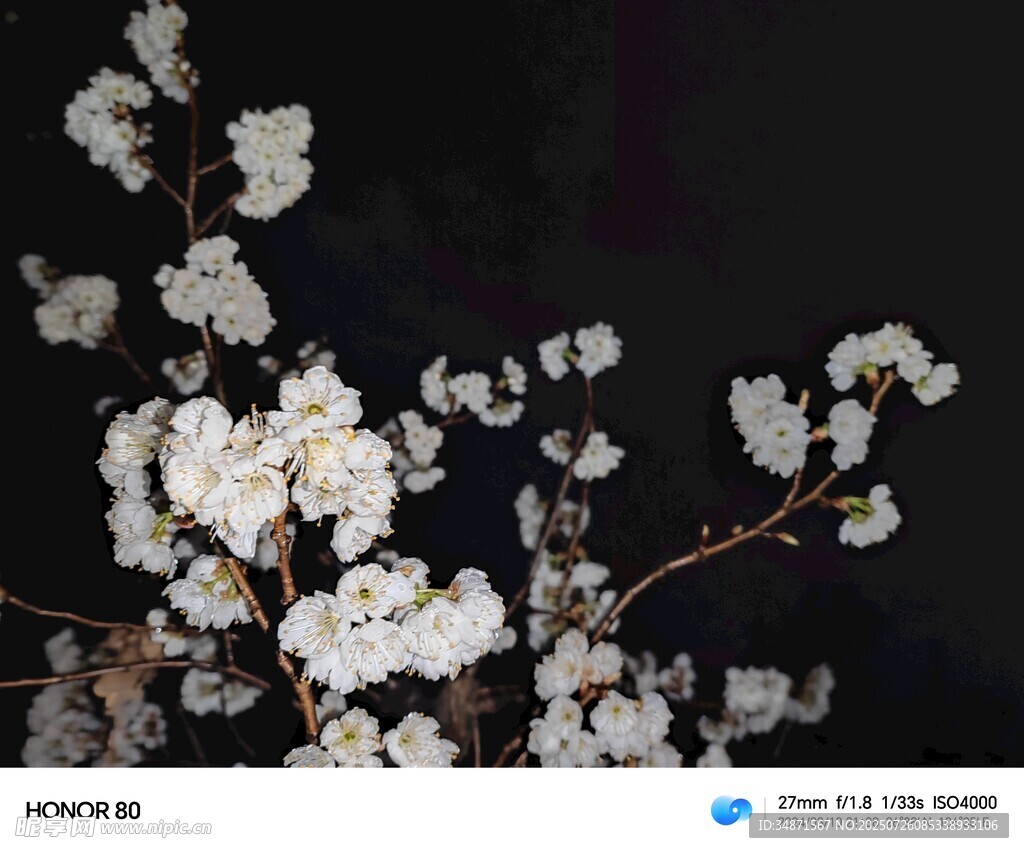 夜下绽放的洁白花枝