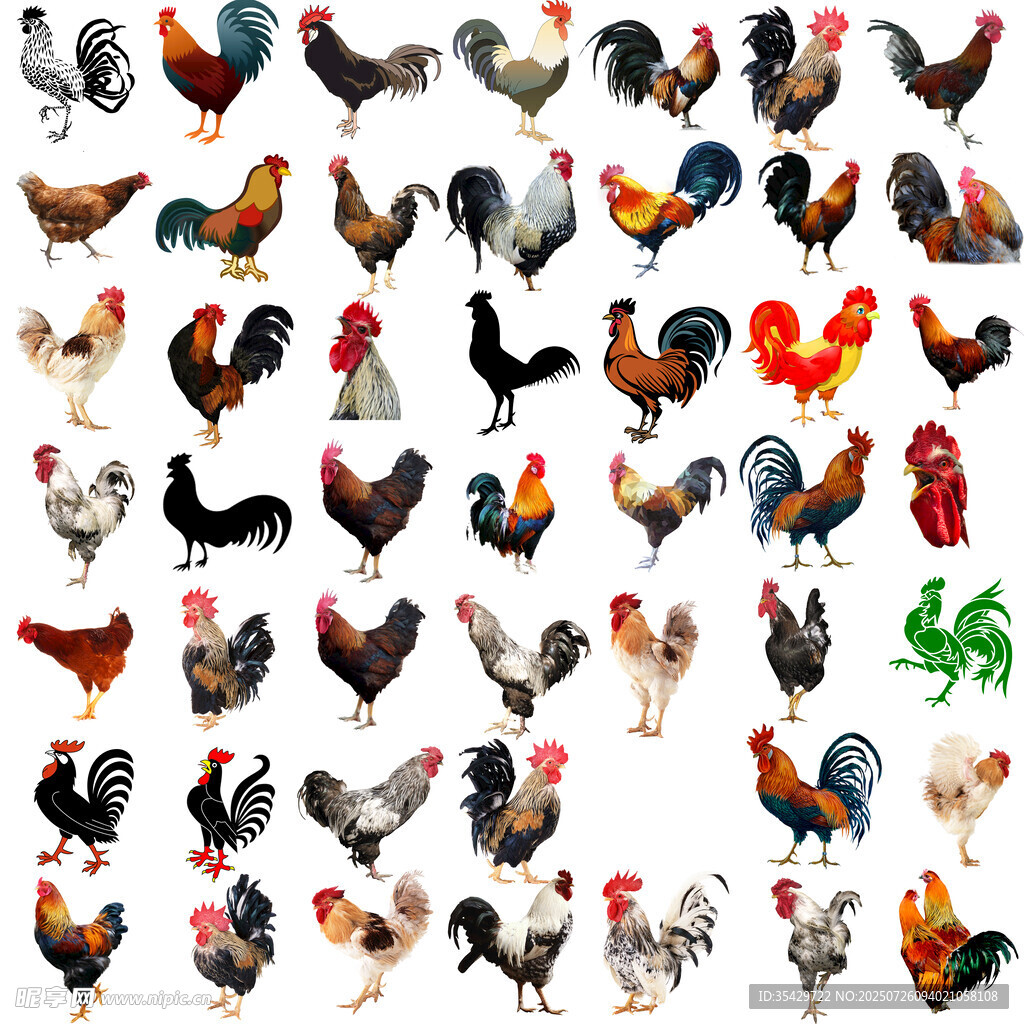 公鸡免抠图素材