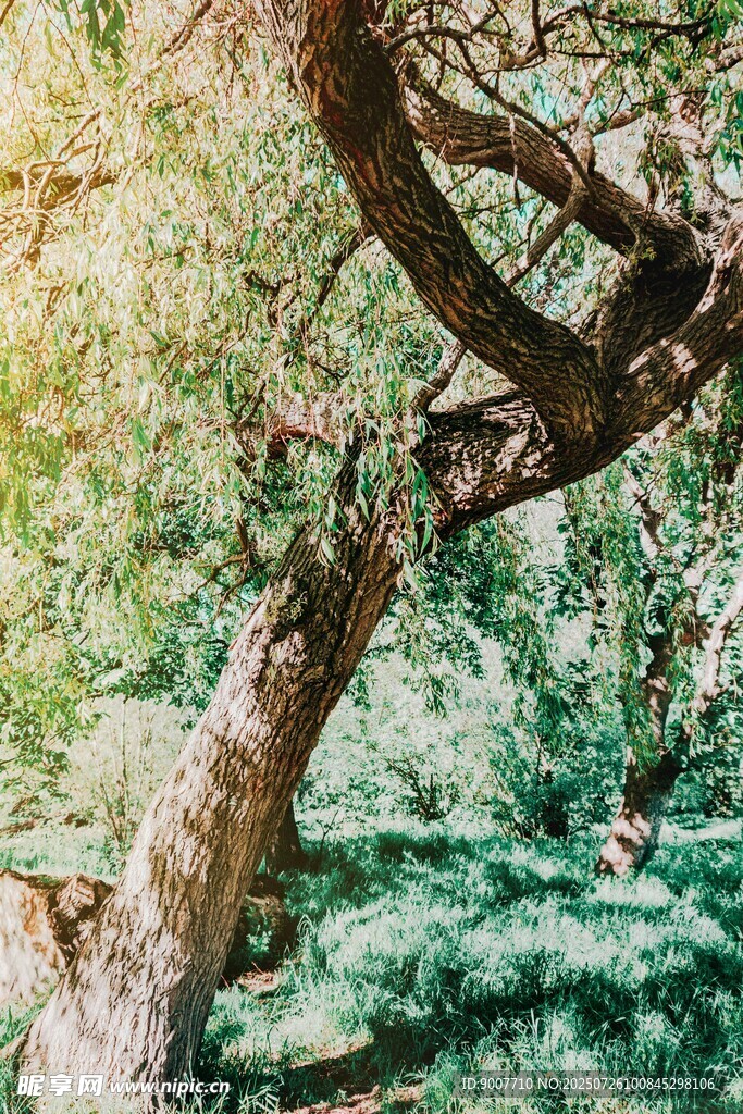 阳光下的繁茂树木