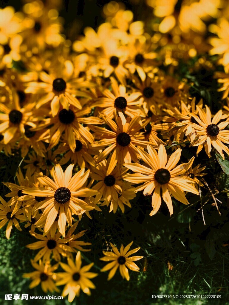 金黄雏菊绽放生机