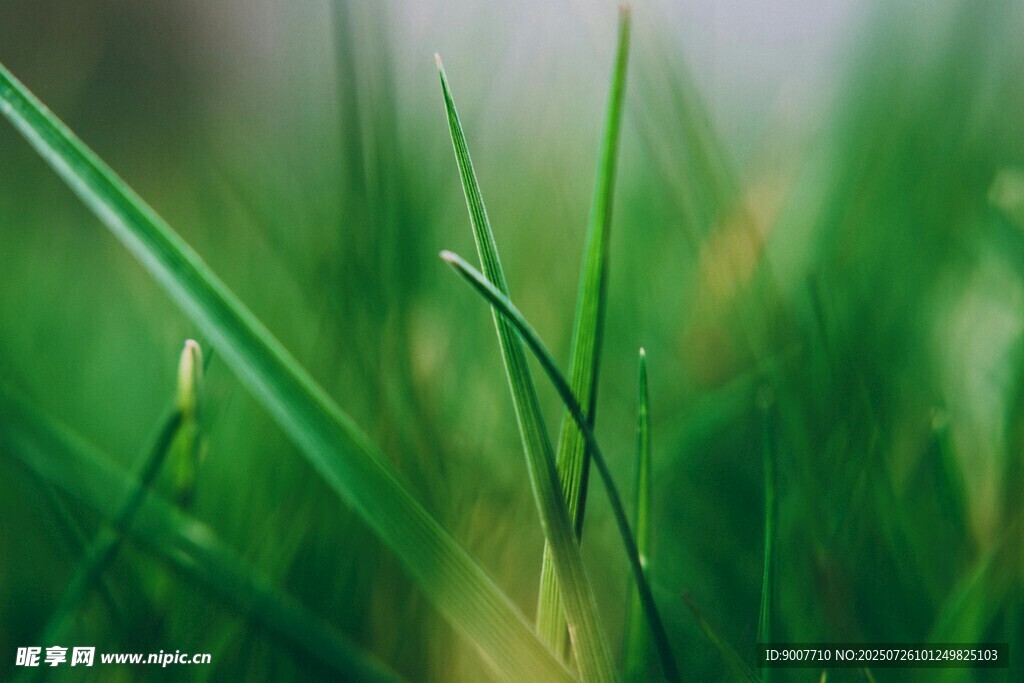 嫩绿青草特写